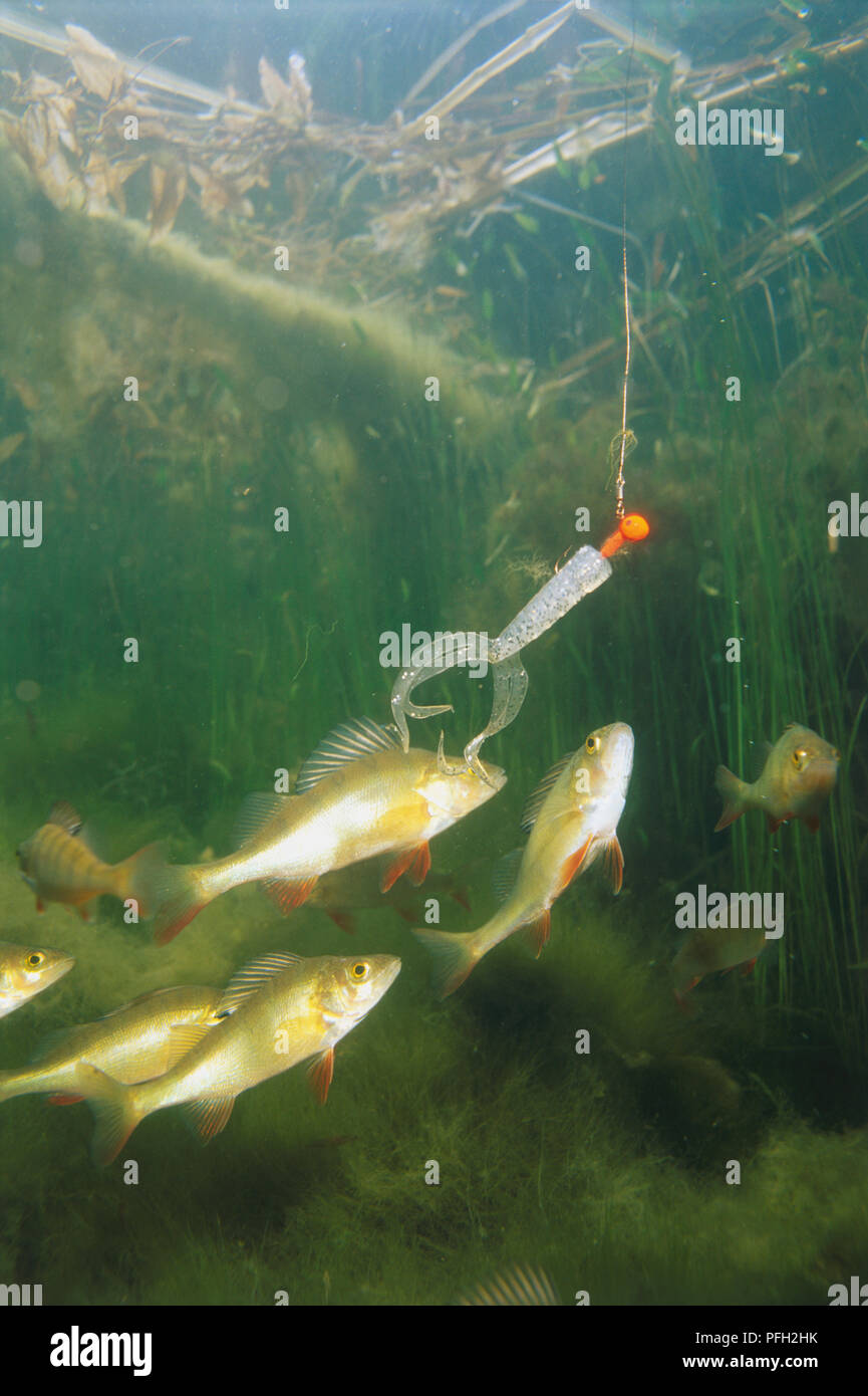 Underwater shot of several fish attracted to a soft plastic bait Stock ...