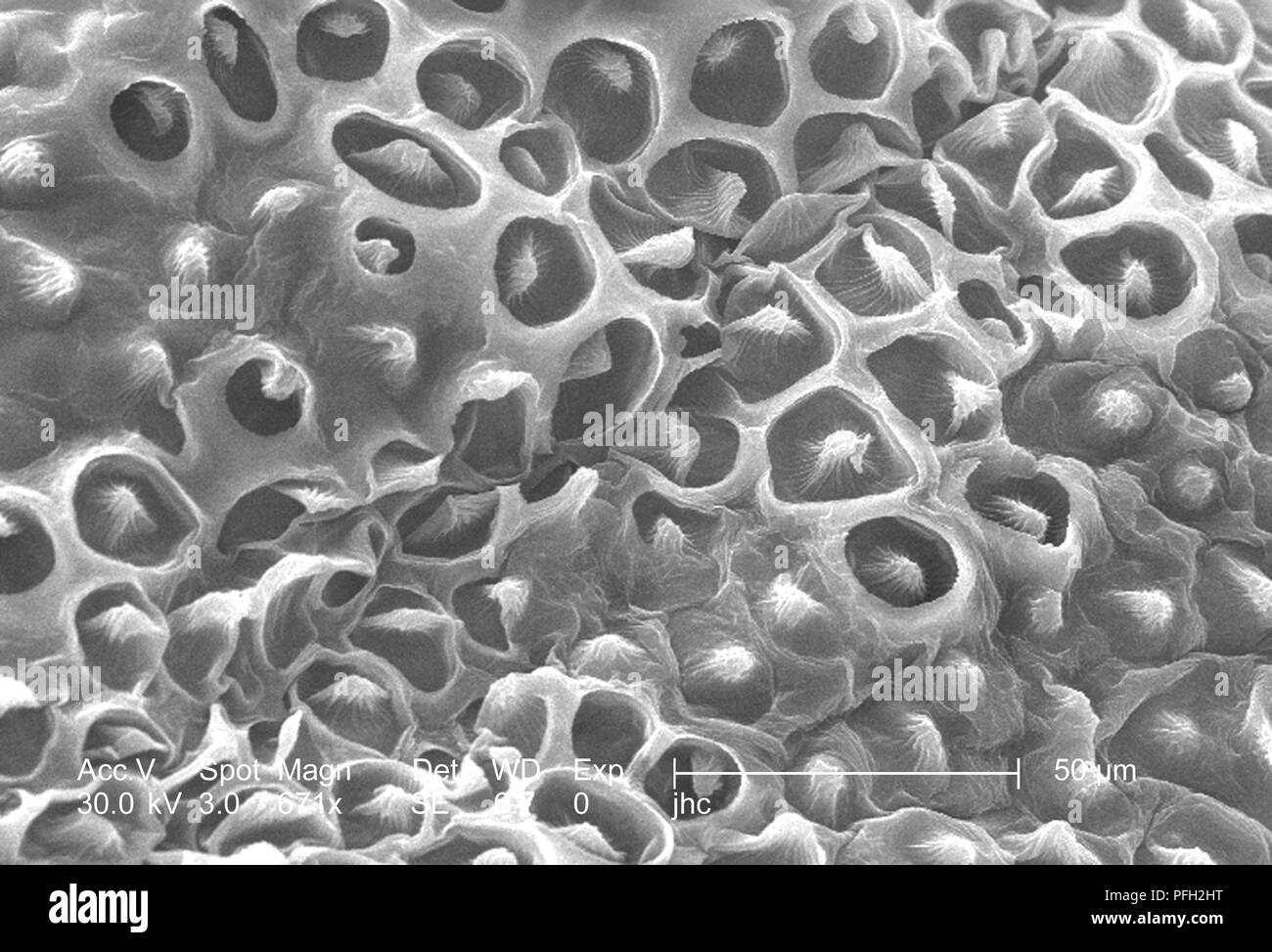 Ultrastructural details on the surface of a 'crimson clover', Trifolium incarnatum flower petal, revealed in the 671x magnified scanning electron microscopic (SEM) image, 2006. Image courtesy Centers for Disease Control (CDC) / Janice Haney Carr, Betsy Crane. () Stock Photo