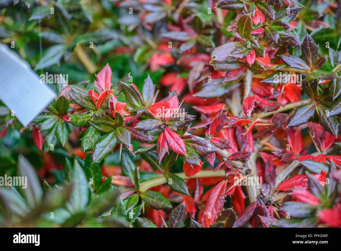 Berberis verruculosa showing winter colour Stock Photo