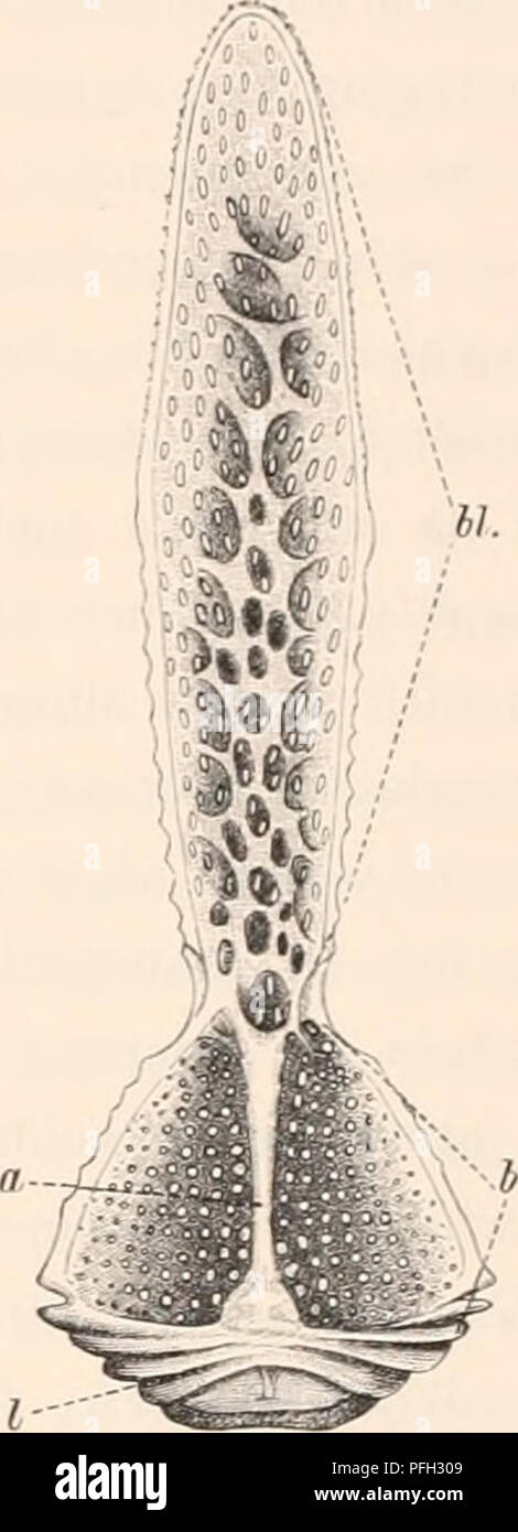 . The Danish Ingolf-Expedition. Scientific expeditions; Arctic Ocean. â hi.. Fist. I. Fig. 2. Fig- 3- Fig. 4. Fig. 1. Valve of a globiferous perlicellaria of Parechinus miliaris (Mull.) â 2. â - an ophicephalous pedicellaria of Strongylocentrotus drebachiensis (O. F. Mull.) â 3. â - a triphyllous pedicellaria of Parechinus miliaris. â 4. â - a tridentate pedicellaria of Strongyloc. drebachiensis. In all the figures a. means the apophysis, A. the basal part, bl. the blade, e.t. the end-tooth, s.t. lateral teeth, /. the articular surface. tions â as indeed nothing that may be of systematic impor Stock Photo