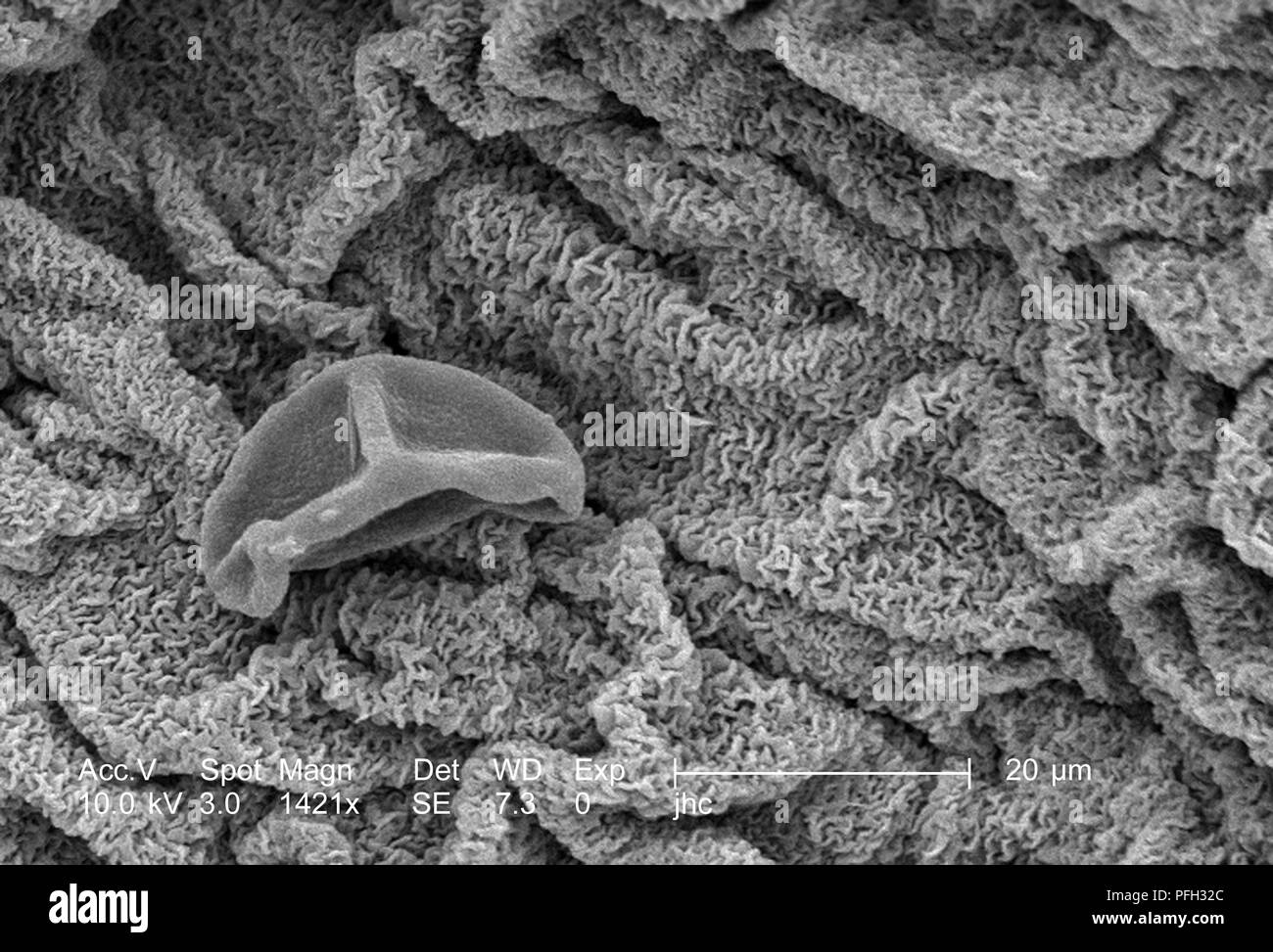 Morphologic ultrastructure on the petal of an unidentified species of 'spiderwort' flower (Tradescantia), revealed in the 1421x magnified scanning electron microscopic (SEM) image, 2006. Image courtesy Centers for Disease Control (CDC) / Janice Haney Carr, Betsy Crane. () Stock Photo