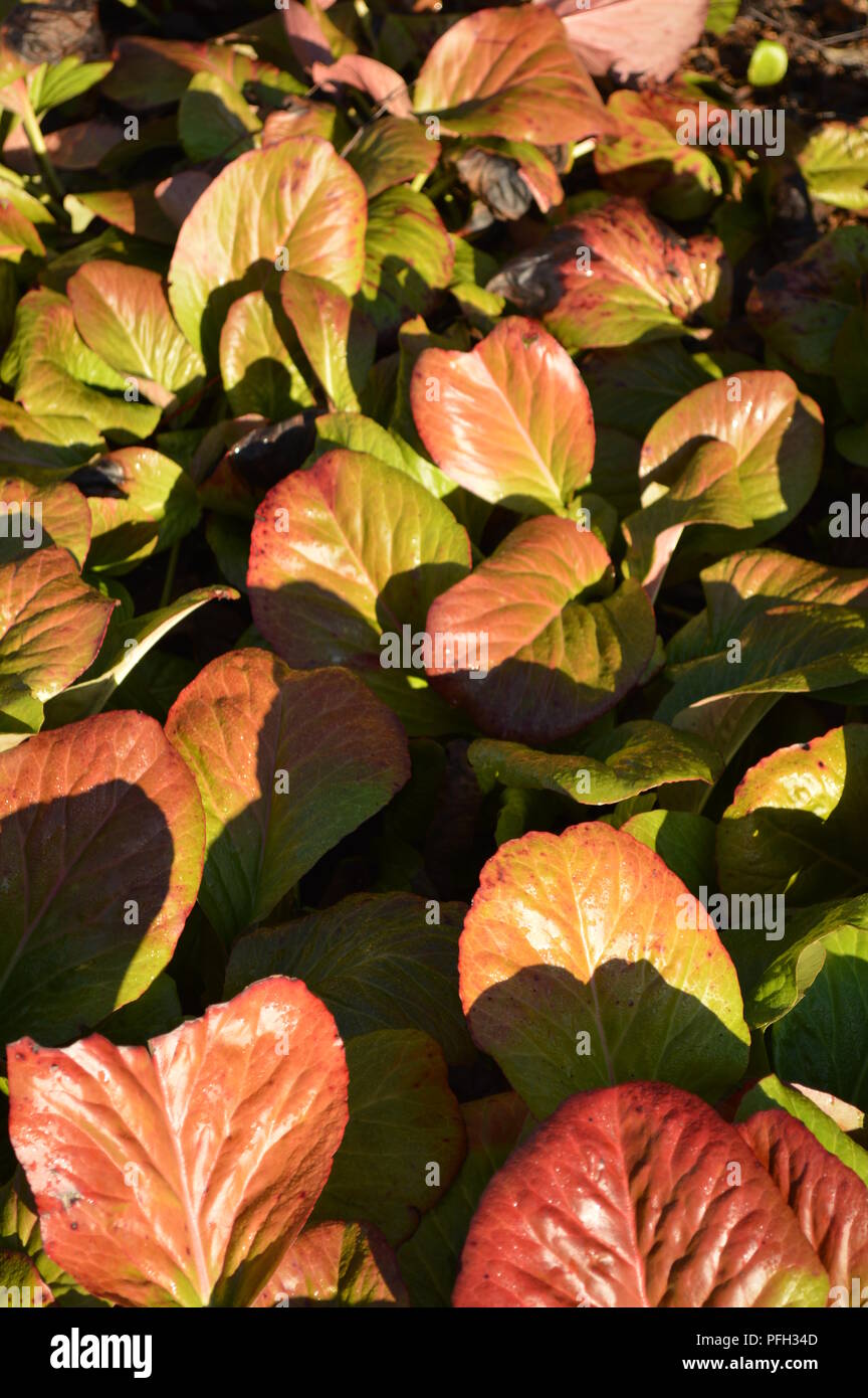 Bergenia cordifolia winter colour Stock Photo