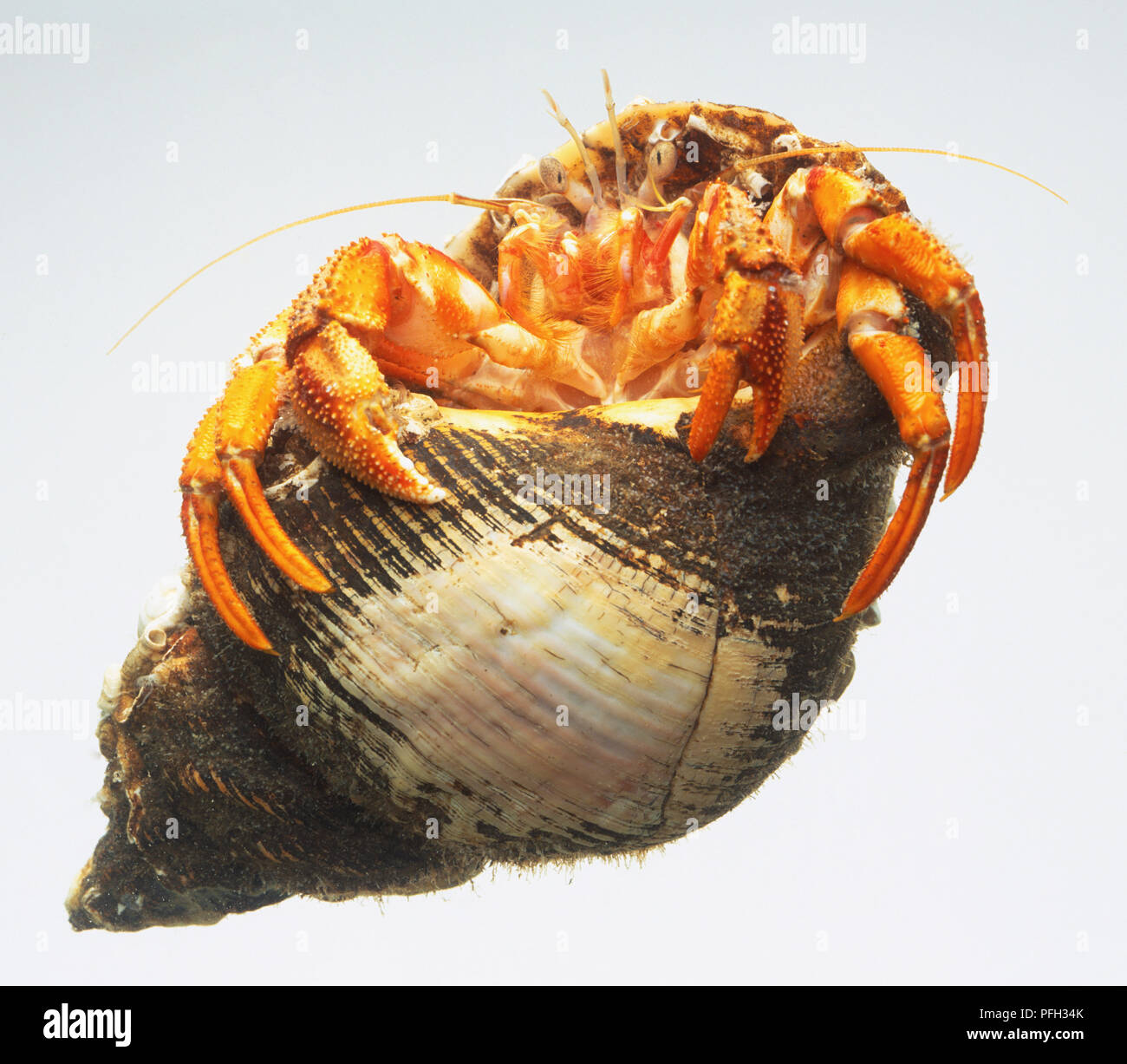 Hermit Crab (Pagurus bernhardus) climbing out of shell, close up Stock Photo
