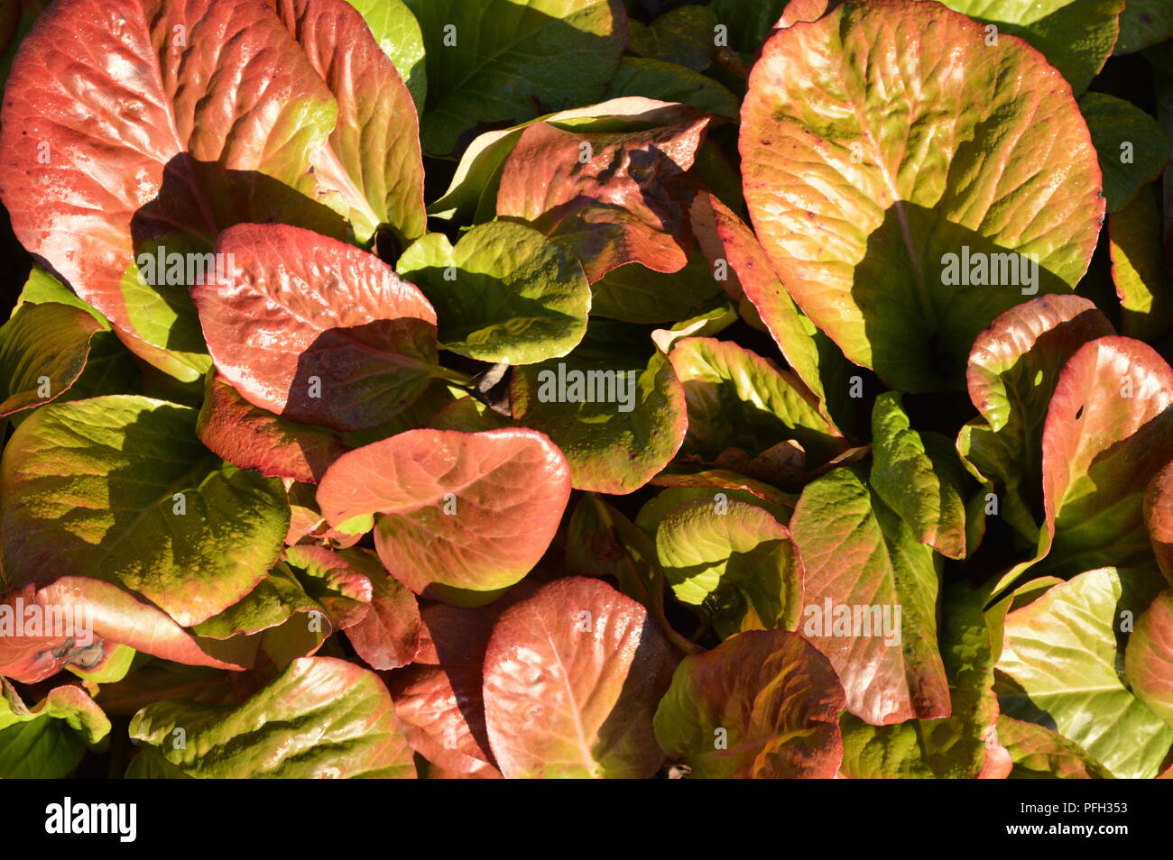 Bergenia cordifolia winter colour Stock Photo