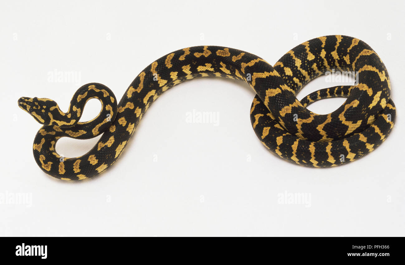 Slithering Carpet Python (Morelia spilota) with coiled tail, view from ...