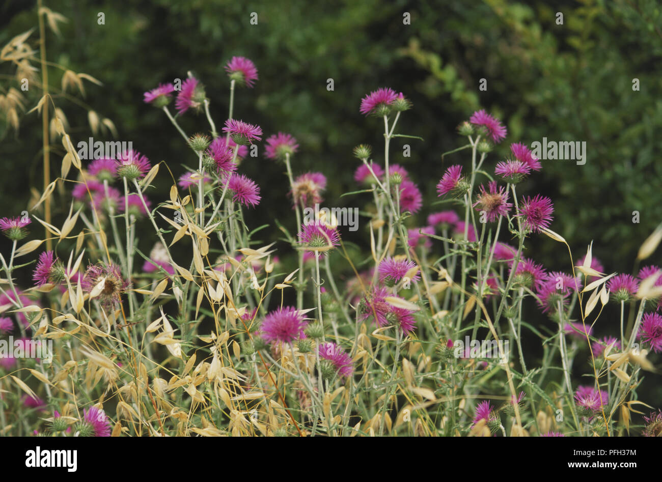 Italy, Central Tuscany, wild thistle flowers in a field, close-up Stock Photo