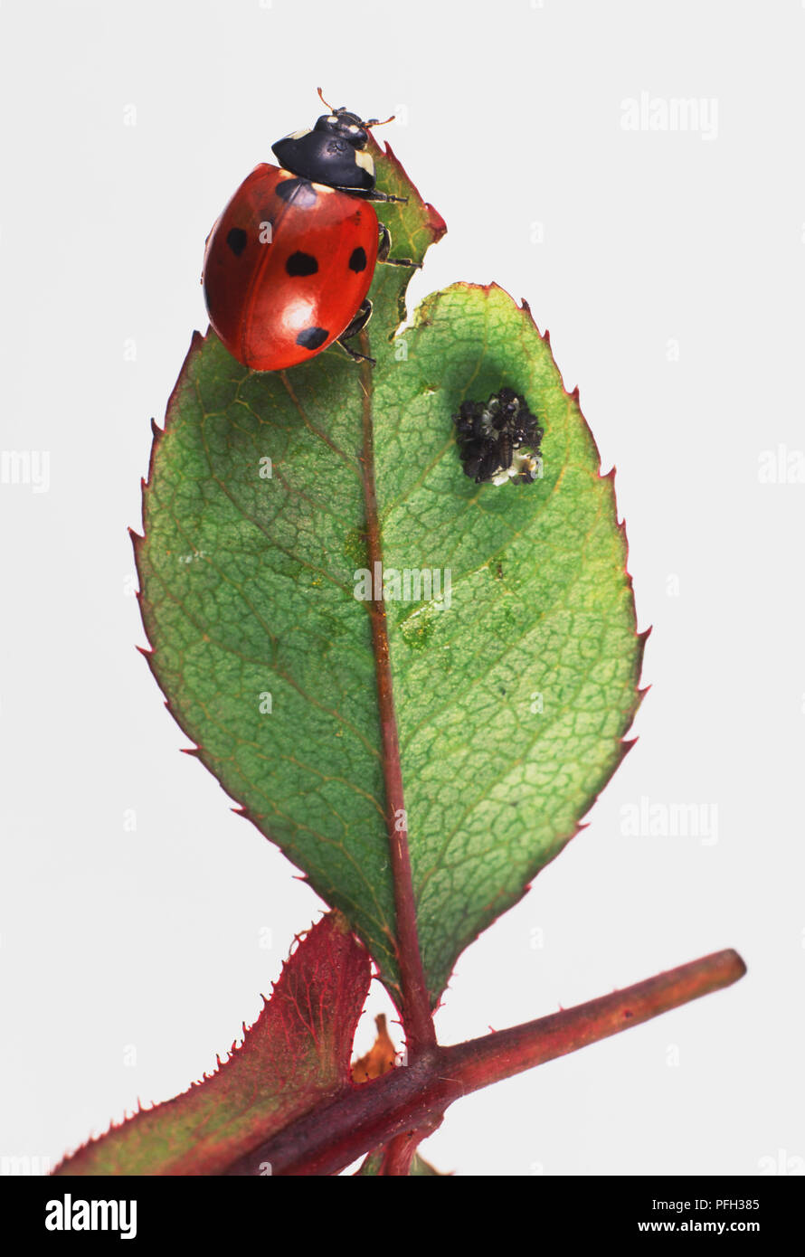 Seven-Spotted Ladybird (Coccinella Septempunctata) and larva perched on green leaf, close up Stock Photo