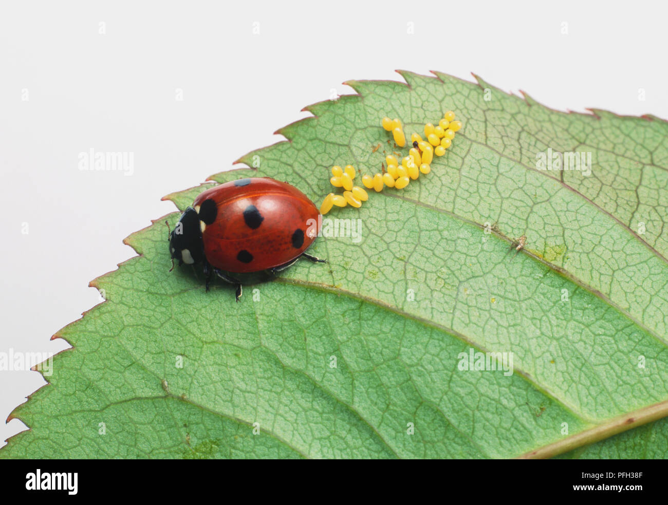 Seven-Spotted Ladybird (Coccinella Septempunctata) laying eggs on a green leaf, close up Stock Photo
