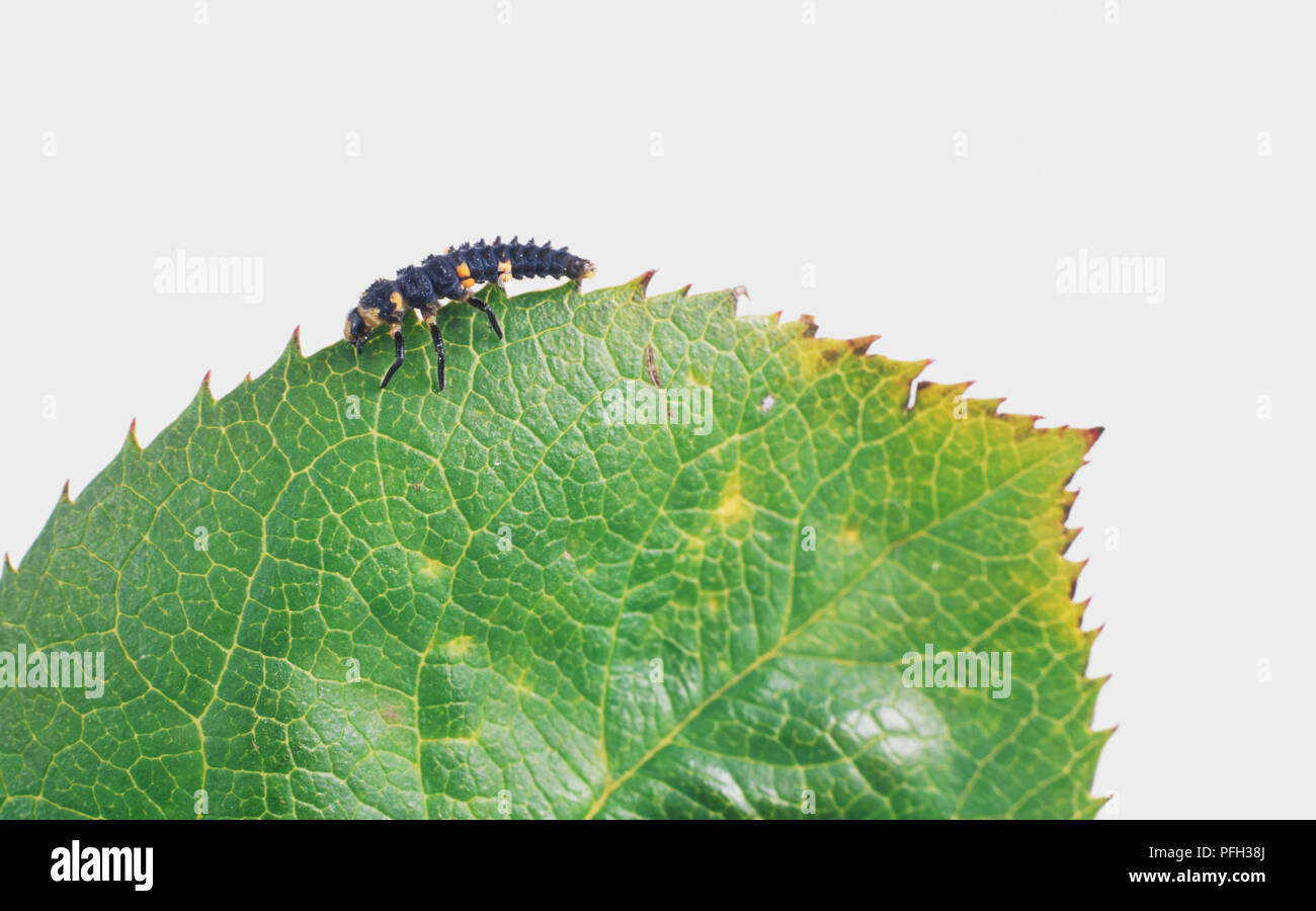 Seven-Spotted Ladybird Larva (Coccinella Septempunctata) climbing up the serrated edge of green leaf, side view Stock Photo
