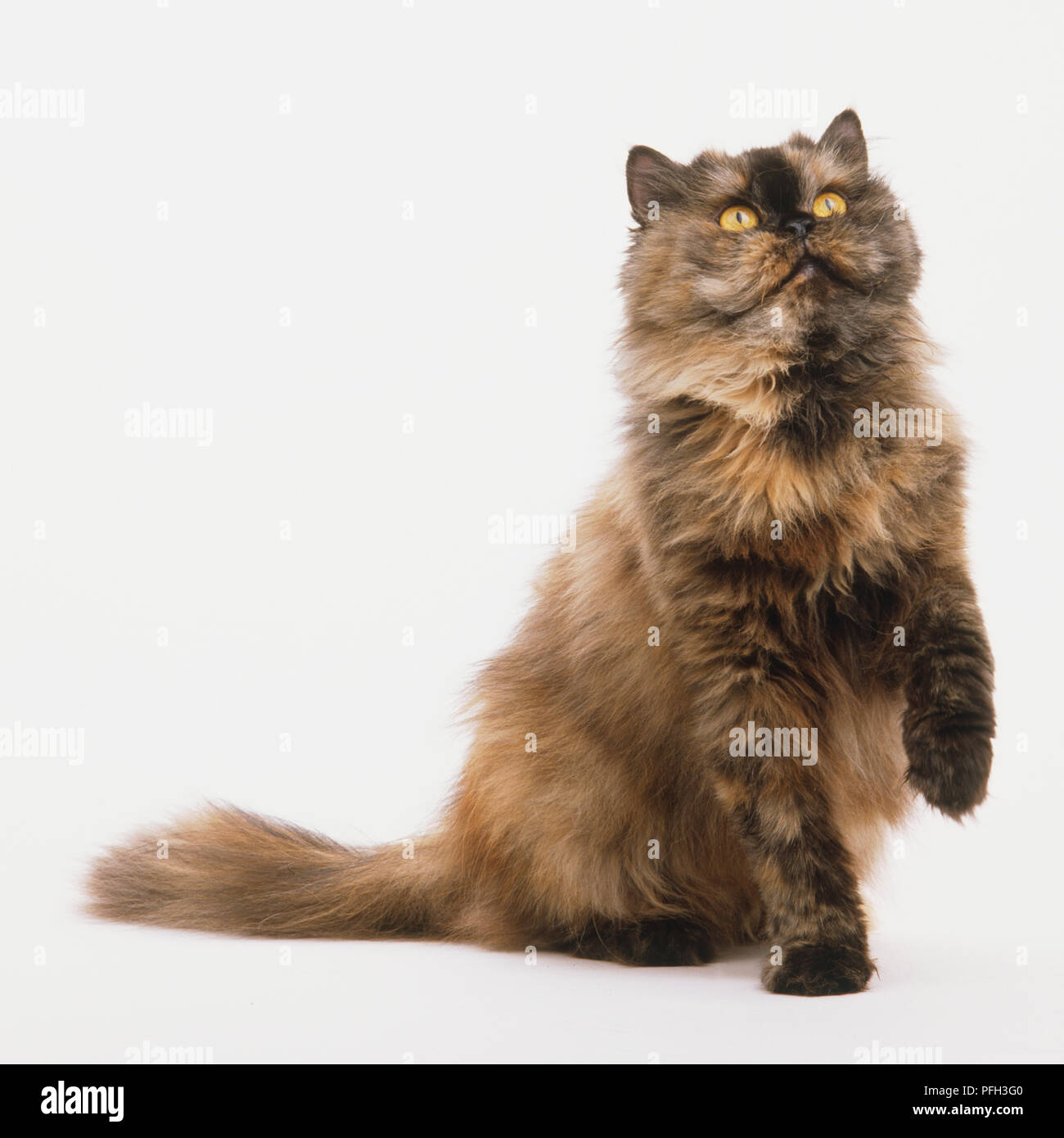 Black Himalayan Kittens