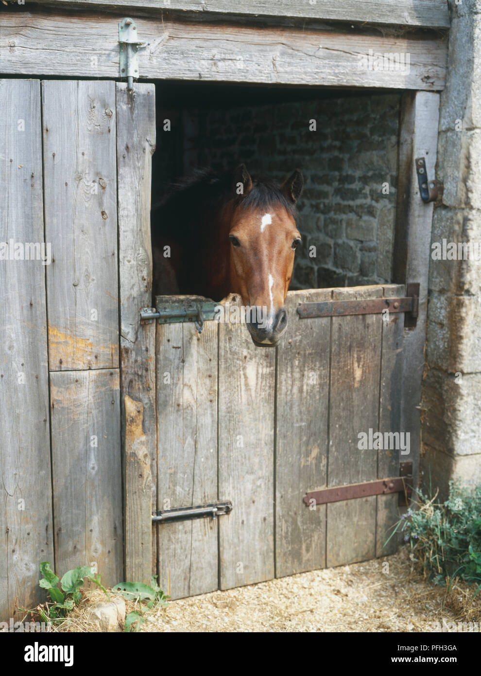 Horse S Equus Caballus Head Peeking Over Stable Stall Door