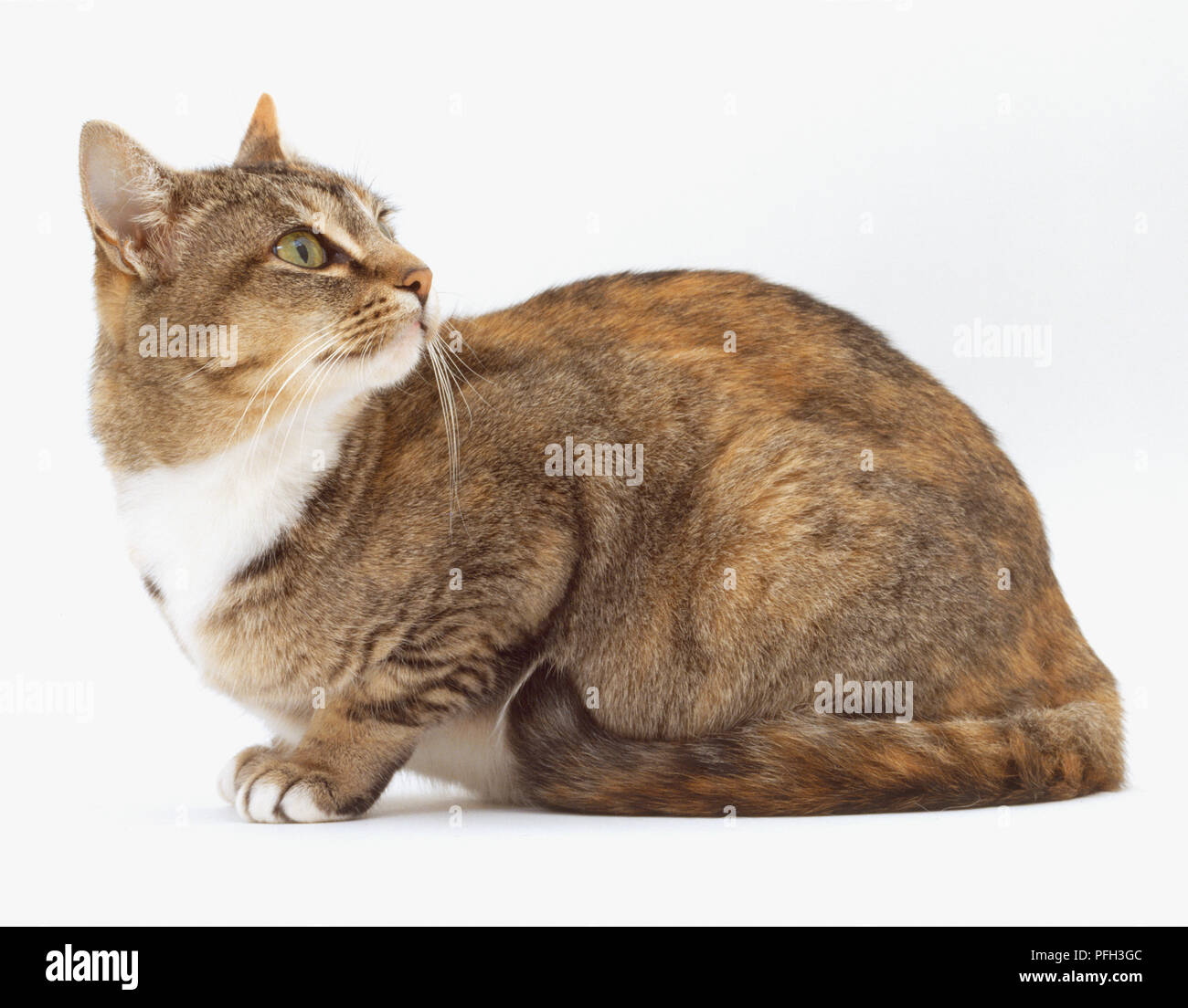 Sitting brown, grey and white Shorthair Cat (Felis catus) looking back