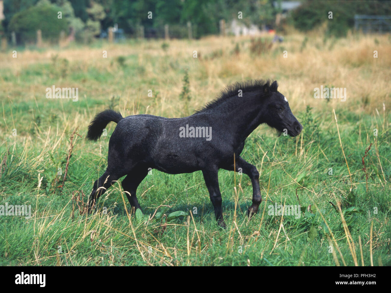 Black Colt (Equus caballus) trotting in green field, side view Stock Photo