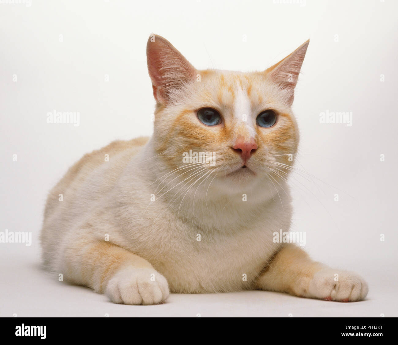 Blue-eyed white and light brown Cat (Felis catus) lying down on the floor with its paws outstretched, front view Stock Photo