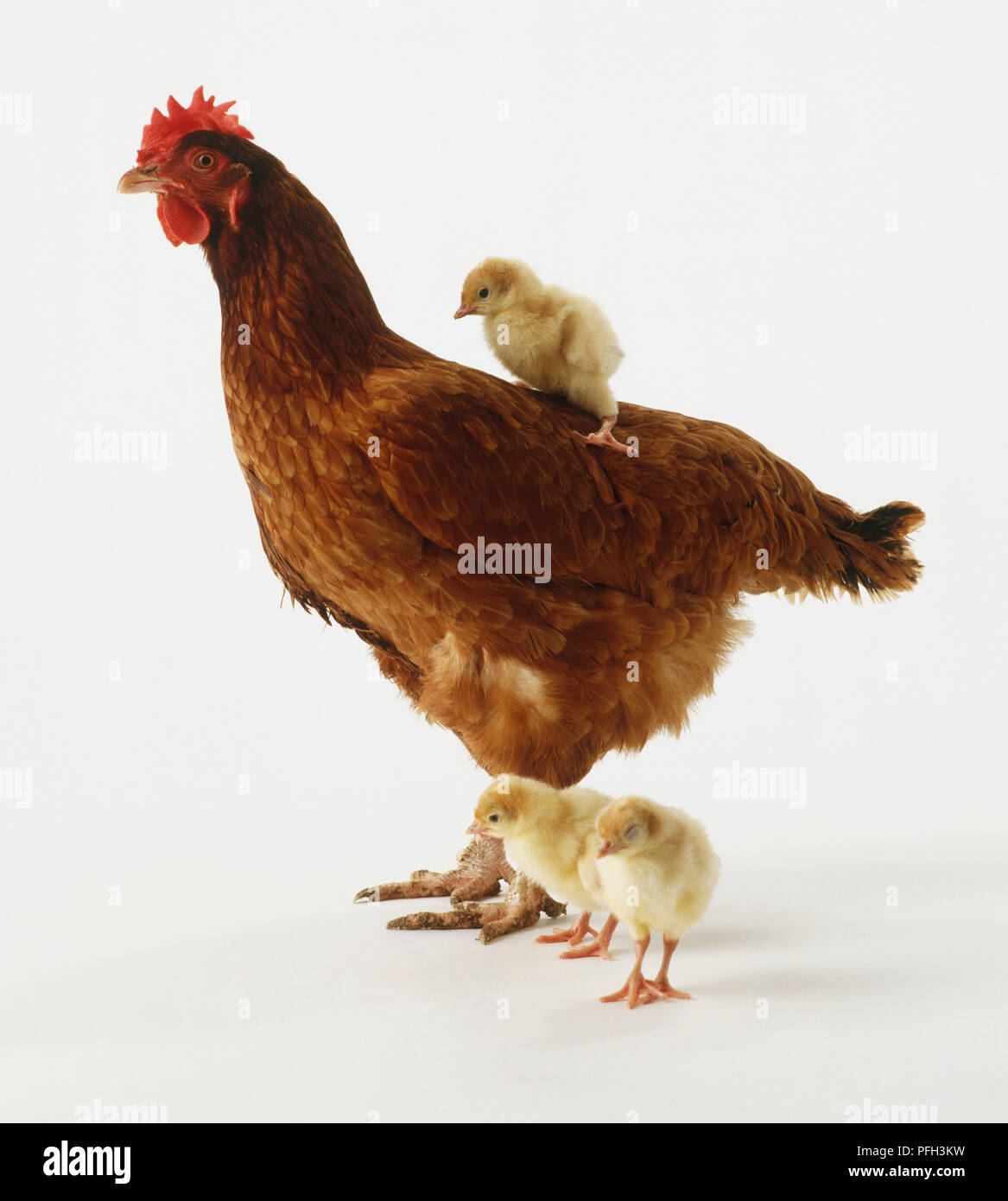 Three chicks, one perching on the back of a brown hen (Gallus gallus