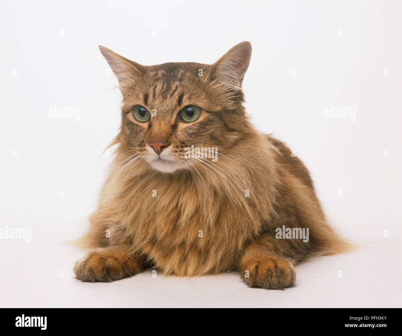 Perching brown Cat (Felis catus) with green eyes and partially long ...