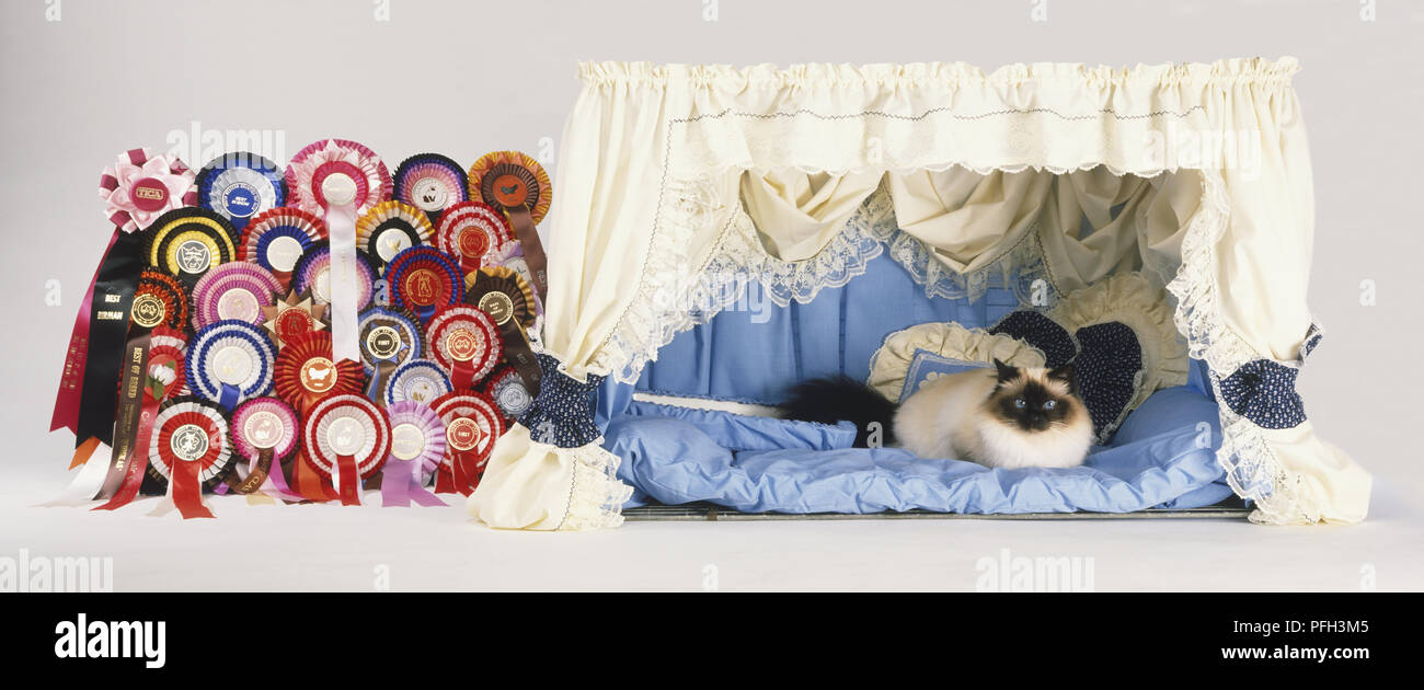Seal-point Longhair Cat (Felis catus) lying on curtained cat bed, by display of cat-show rosette awards, front view Stock Photo