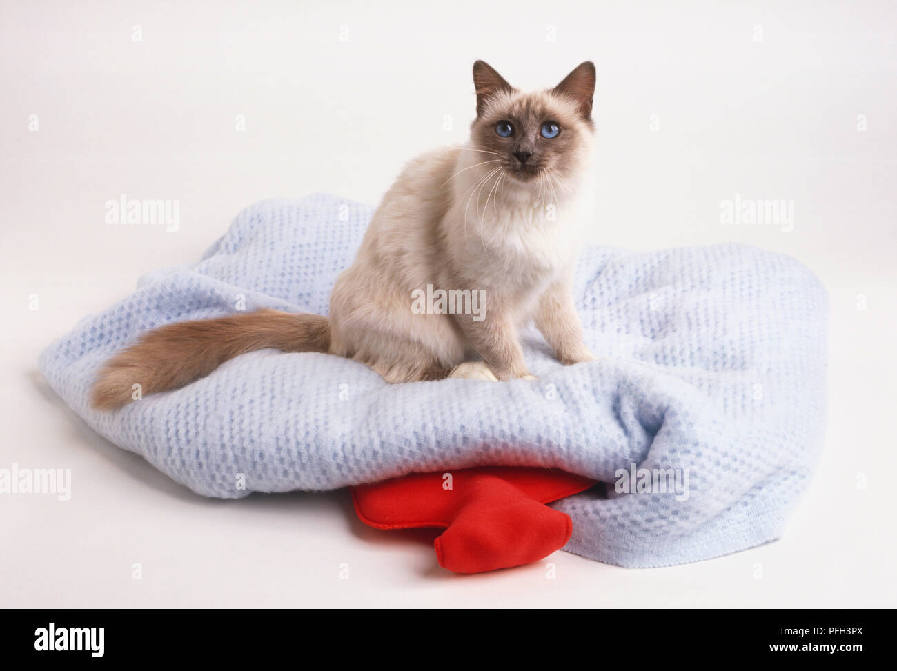 Birman Cat (Felis catus) on a blue blanket, side view Stock Photo