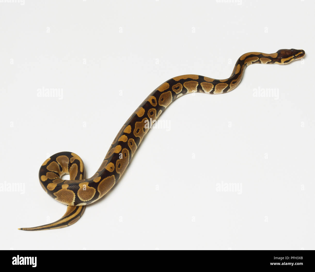 Ball Python or Royal Python (Python regius) slithering, high angle view ...