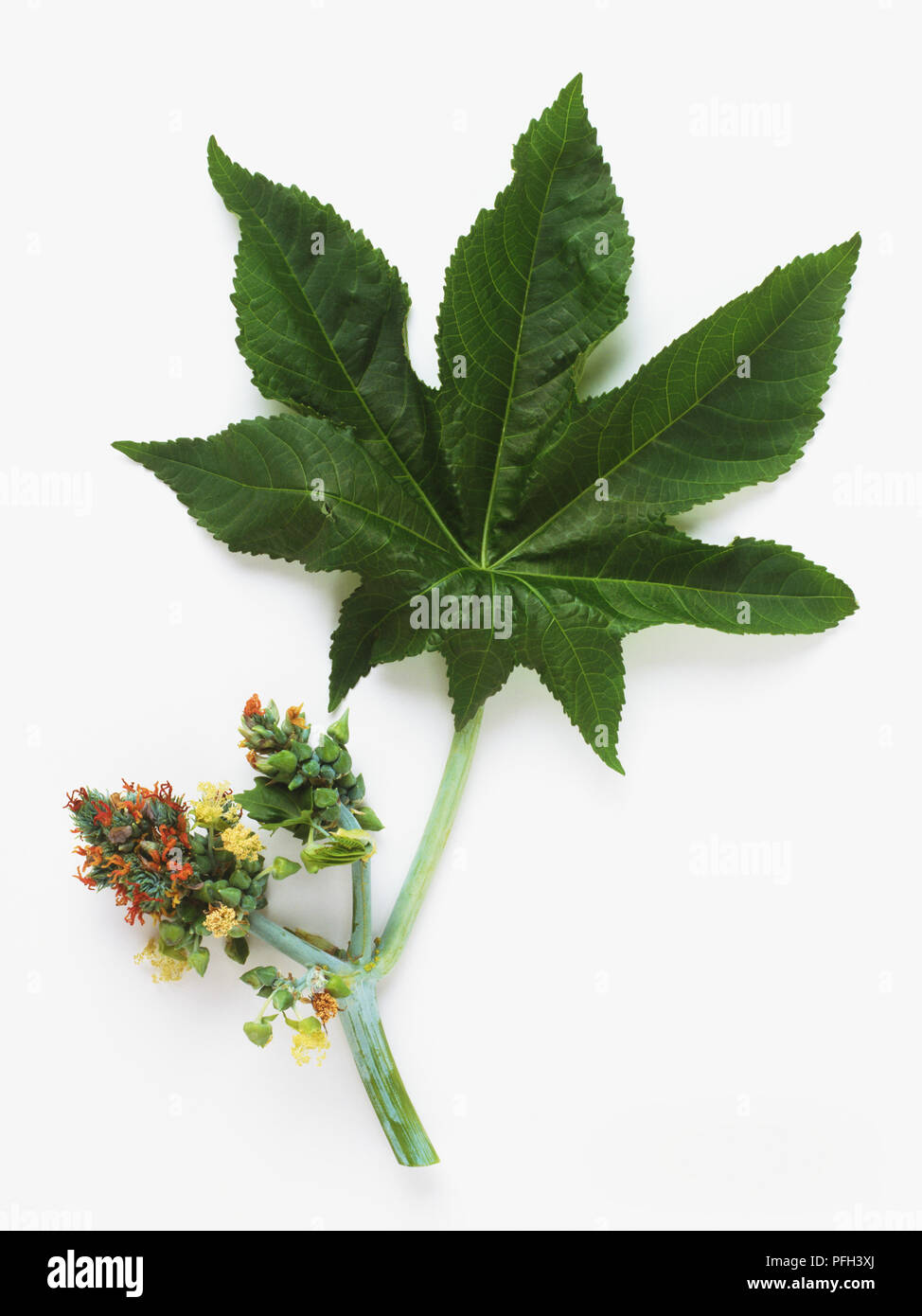 Leaf and fruit of Ricinus Communis, Castor Oil Plant Stock Photo