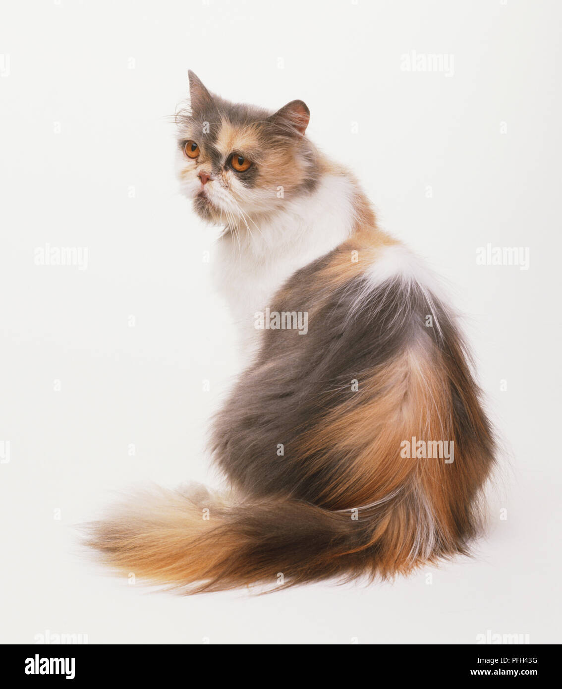A Sitting Long Haired Tortoiseshell Cat Looking Over Shoulder