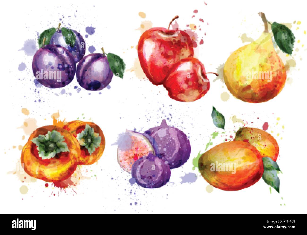 Vintage realistic watercolor fruits Stock Vector Images - Alamy