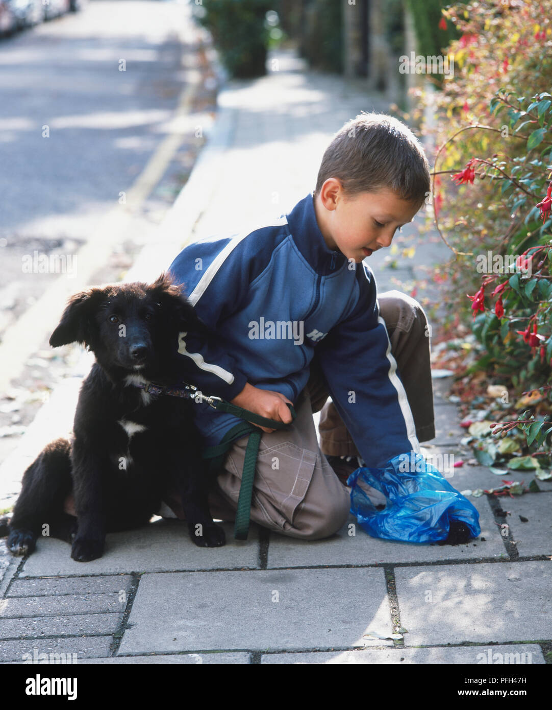 Boy putting dog's dropping in a plastic bag Stock Photo Alamy
