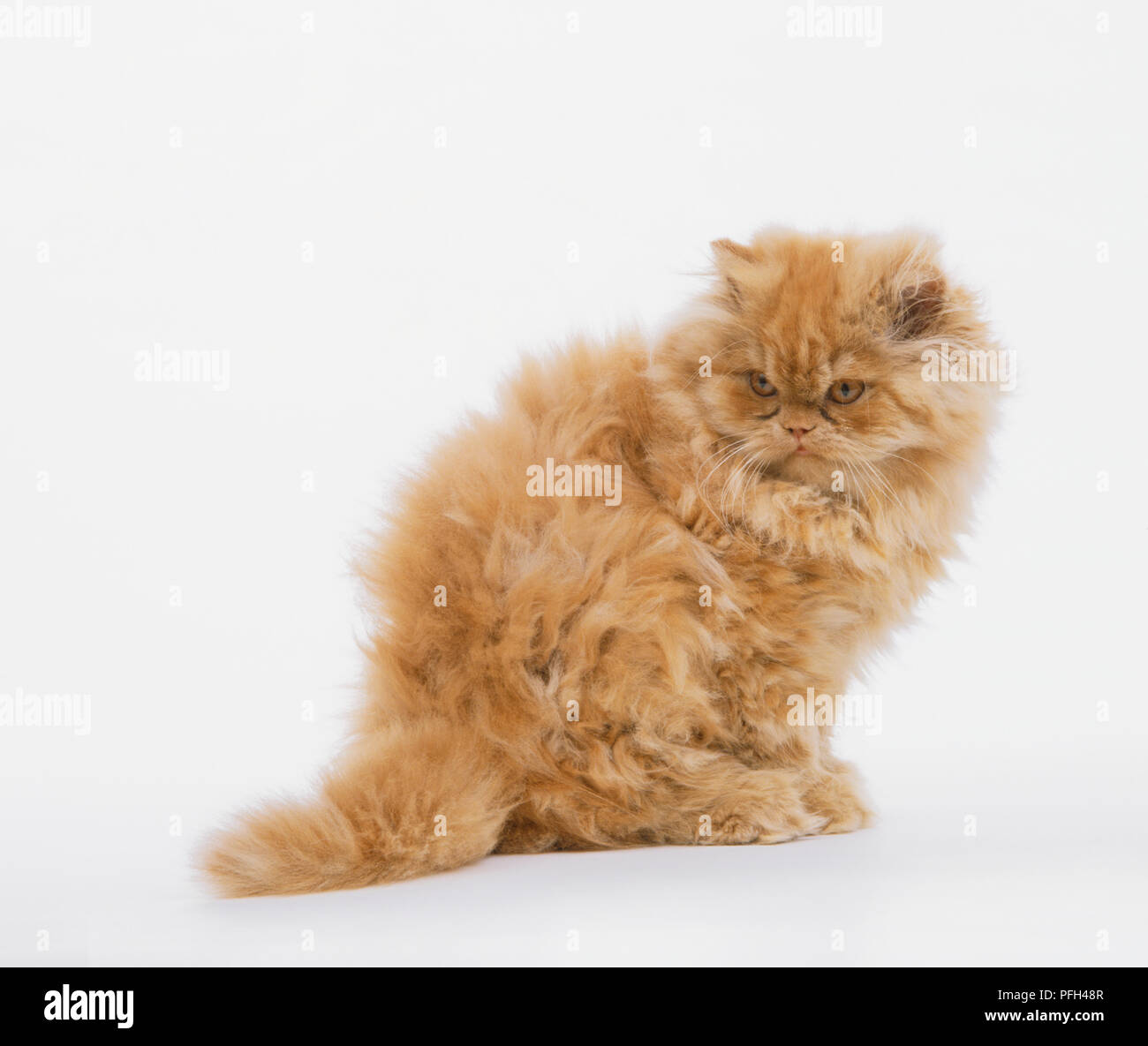 Red Self Longhair Hi res Stock Photography And Images Alamy red-self-longhair-hi-res-stock-photography-and-images-alamy