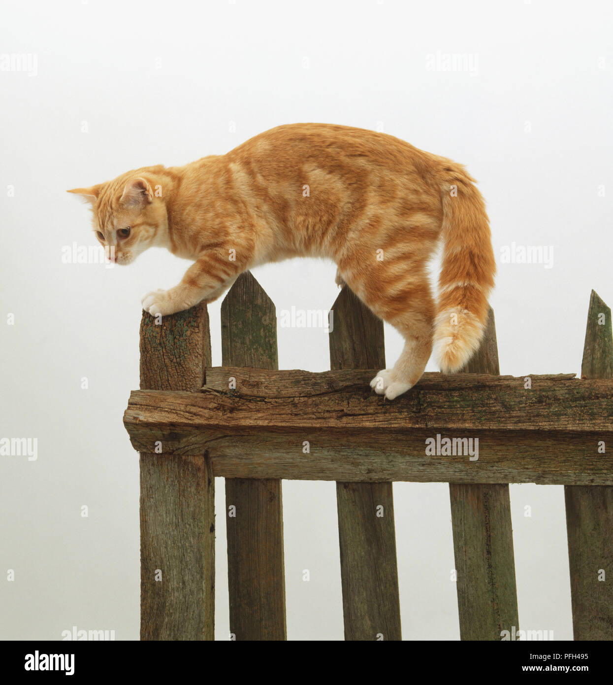 Ginger Cat (Felis catus) on a wooden fence Stock Photo - Alamy