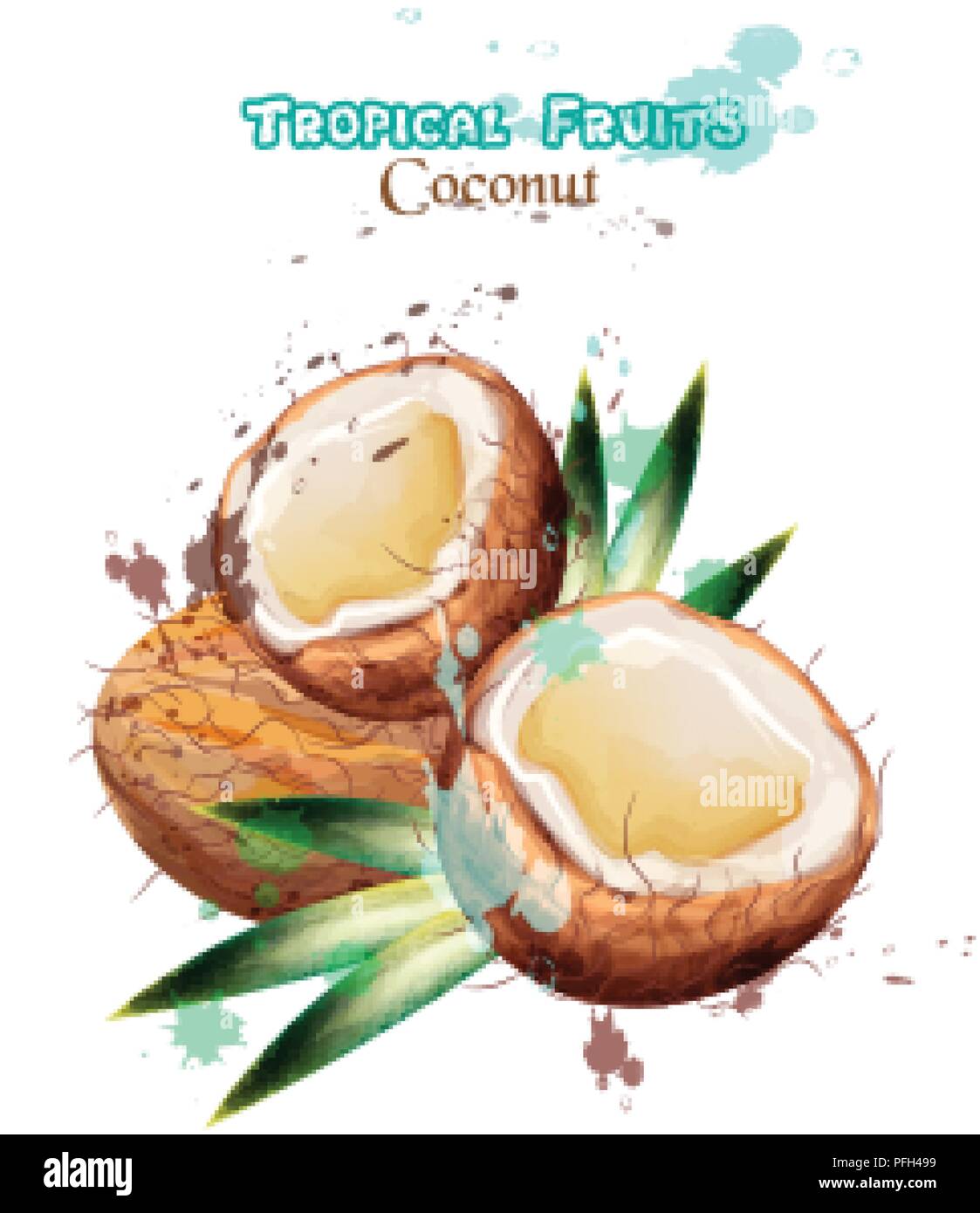 Coconut fruits watercolor Vector. Delicious colorful design isolated illustration Stock Vector