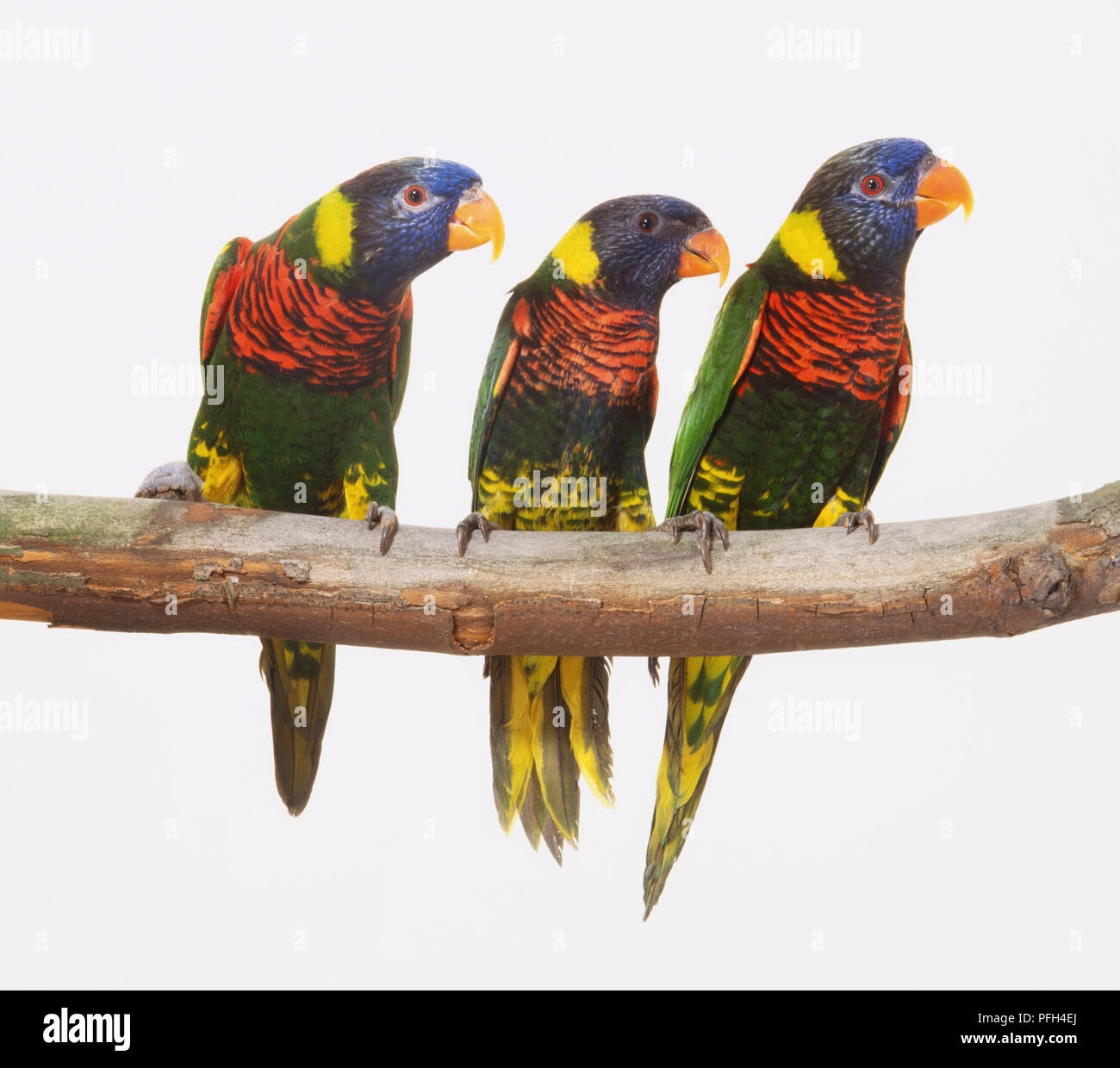 Three Rainbow Lorikeets (Trichoglossus haematodus) perching side by