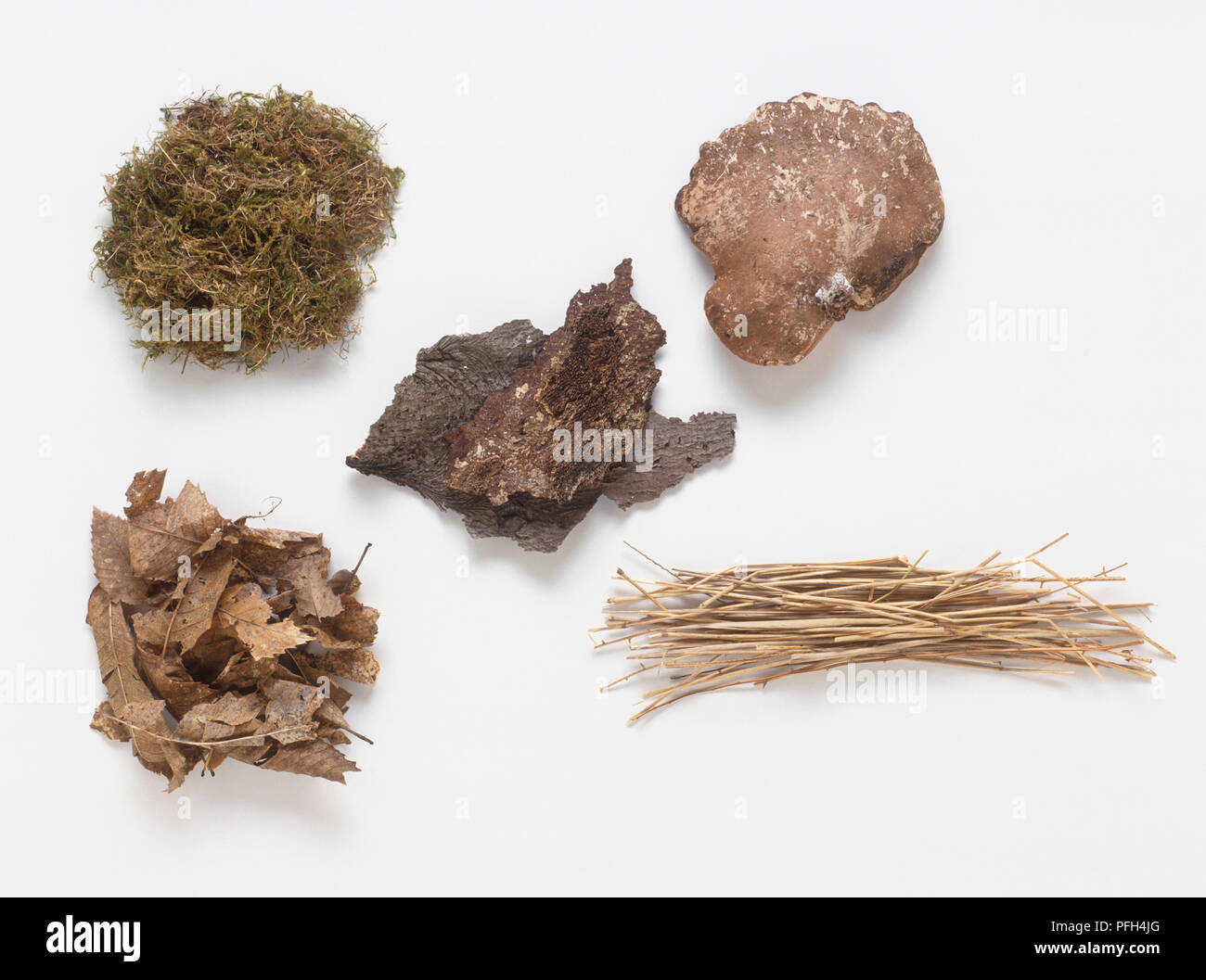 Dry moss, fungus, bark, dead leaves, dry grass Stock Photo Alamy