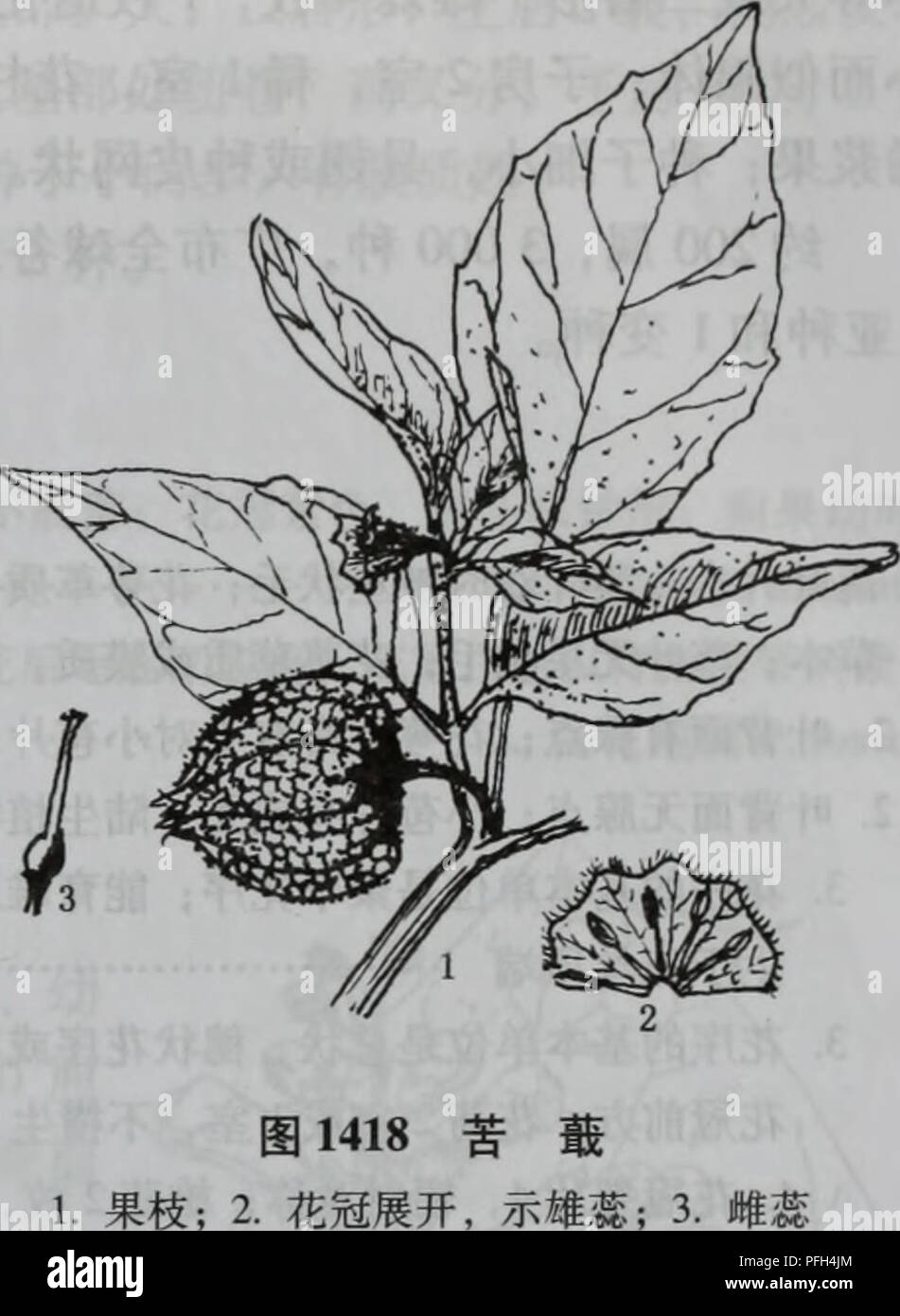 . da bie shan zhi wu zhi. botany. ä¸ããçåç§Scrophulariaceae 997 åµç¶æ