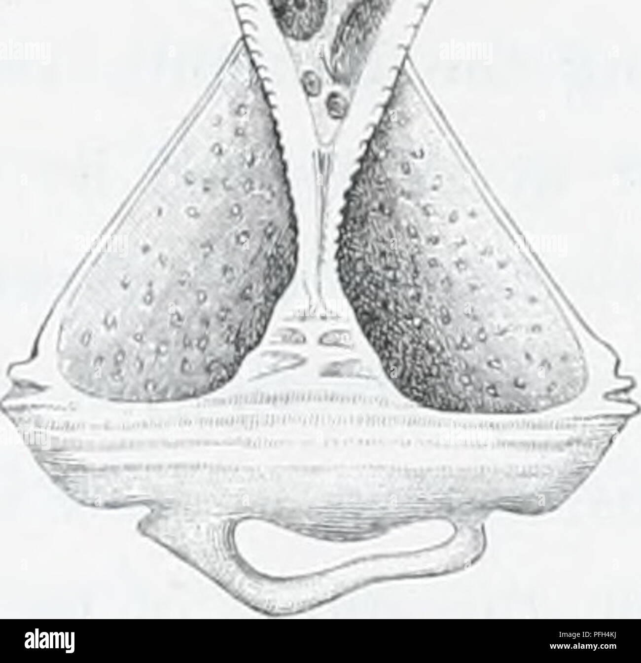 . The Danish Ingolf-expedition. Marine animals -- Arctic regions; Scientific expeditions; Arctic regions. Fig. 10. Fig. 11. Fig. 10. 'alve of tridentate pedicellaria oi Artrosoiiia violaceum. Obj. A A. Oc. II. (Zeiss). Fig. II. Valve of ophicephalou,s pedicellaria of Hygrosoma Petersii. Obj. A A. Oc. I. (Zeiss).. Please note that these images are extracted from scanned page images that may have been digitally enhanced for readability - coloration and appearance of these illustrations may not perfectly resemble the original work.. Danish Ingolf-Expedition (1895-1896); Københavns universitet. Z Stock Photo