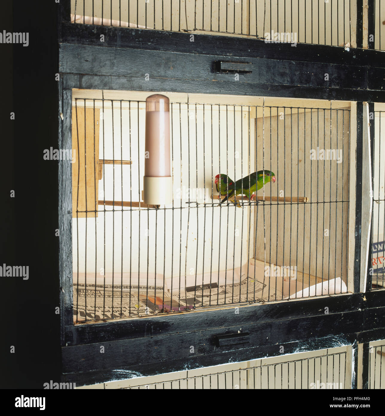 Pair of small parrots in a cage Stock Photo Alamy