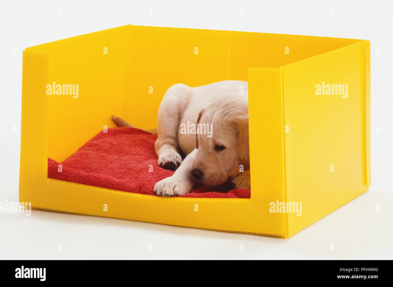 Light brown Labrador Retriever puppy (Canis familiaris) on a red rug in ...