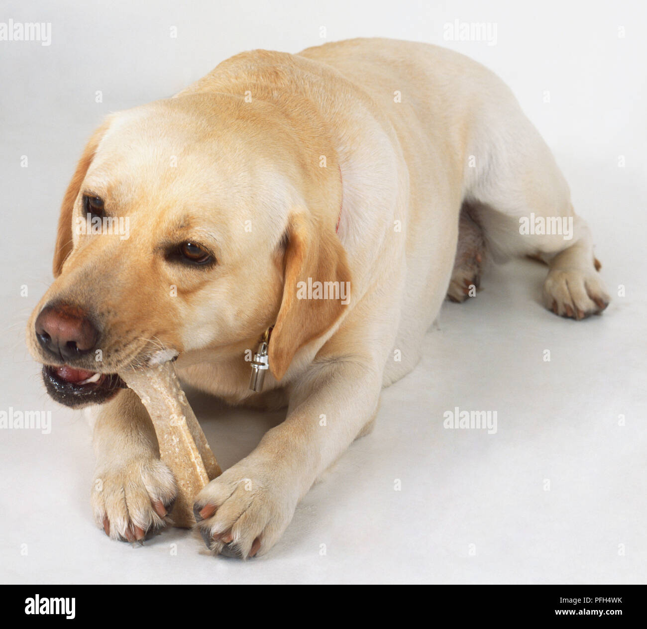 Light brown Labrador Retriever (Canis familiaris) chewing a dog bone, front view Stock Photo