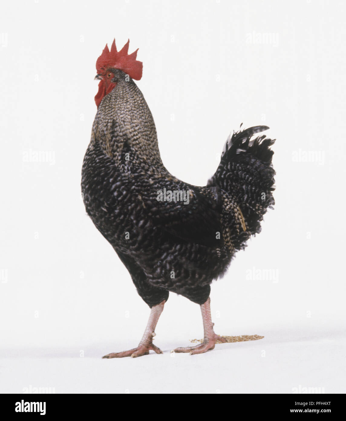 Black and white speckled Cockerel (Gallus gallus), side view Stock