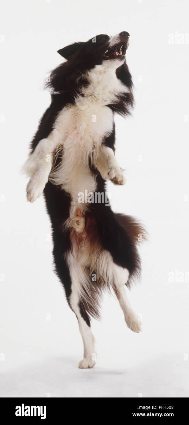 Border Collie Dog (Canis familiaris) leaping up towards bone, front view Stock Photo