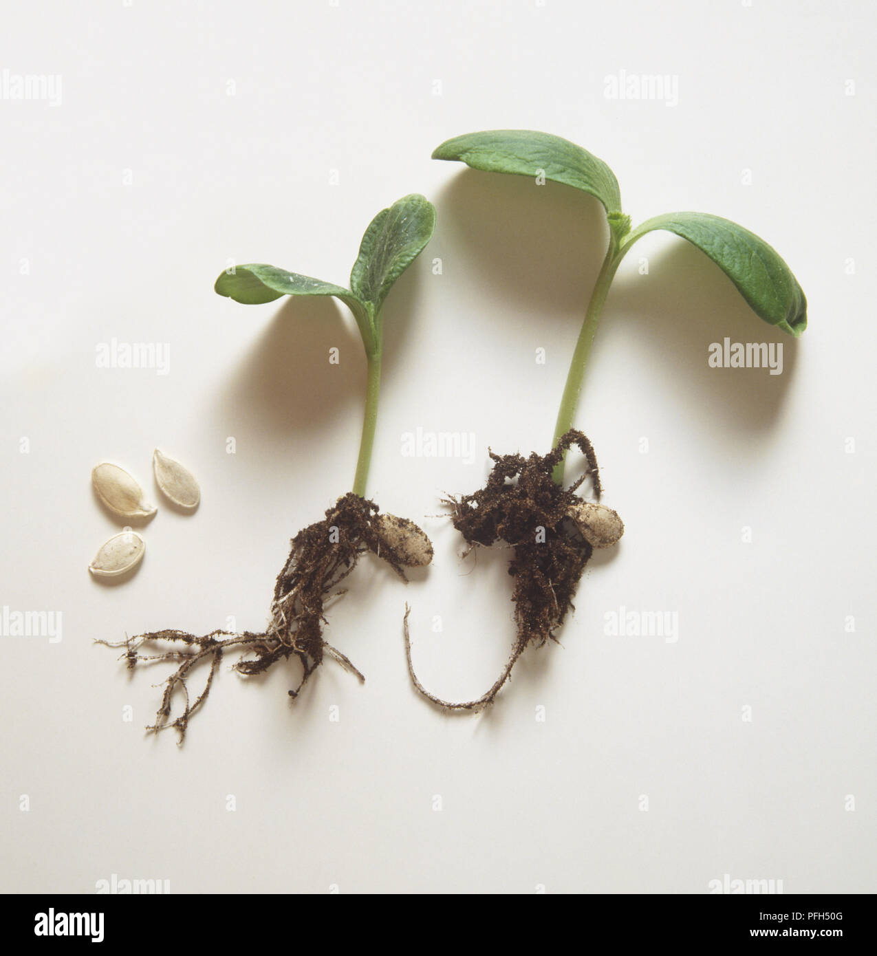 Pumpkin seedlings and seeds (cucurbita Stock Photo Alamy