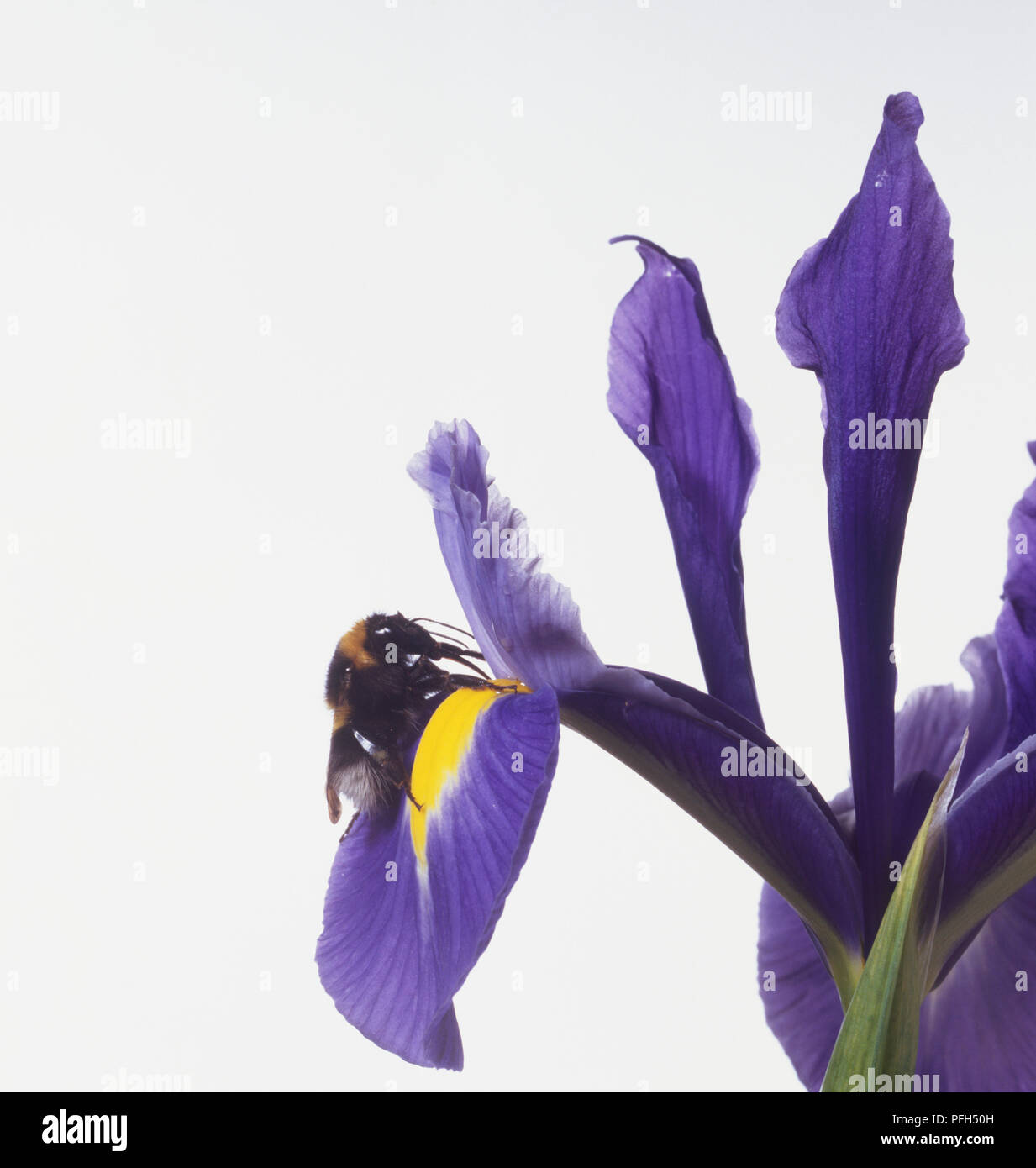 Bee perching on a petal of a blue Iris Stock Photo