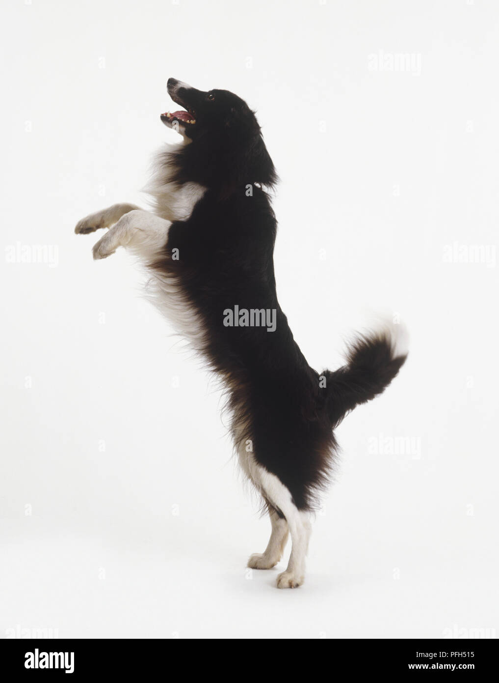 Border Collie Dog (Canis familiaris) leaping up on its hind legs, side view Stock Photo