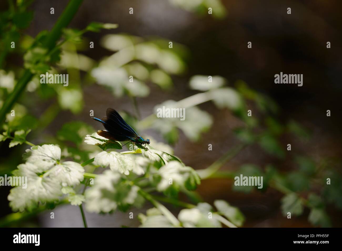 British Dragonflies And Damselflies High Resolution Stock Photography ...