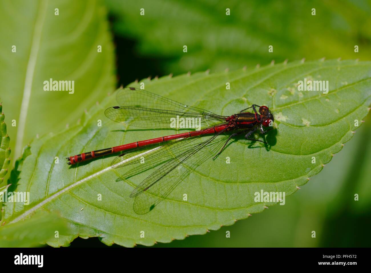 Dragonflies and damselflies of britain hi-res stock photography and ...
