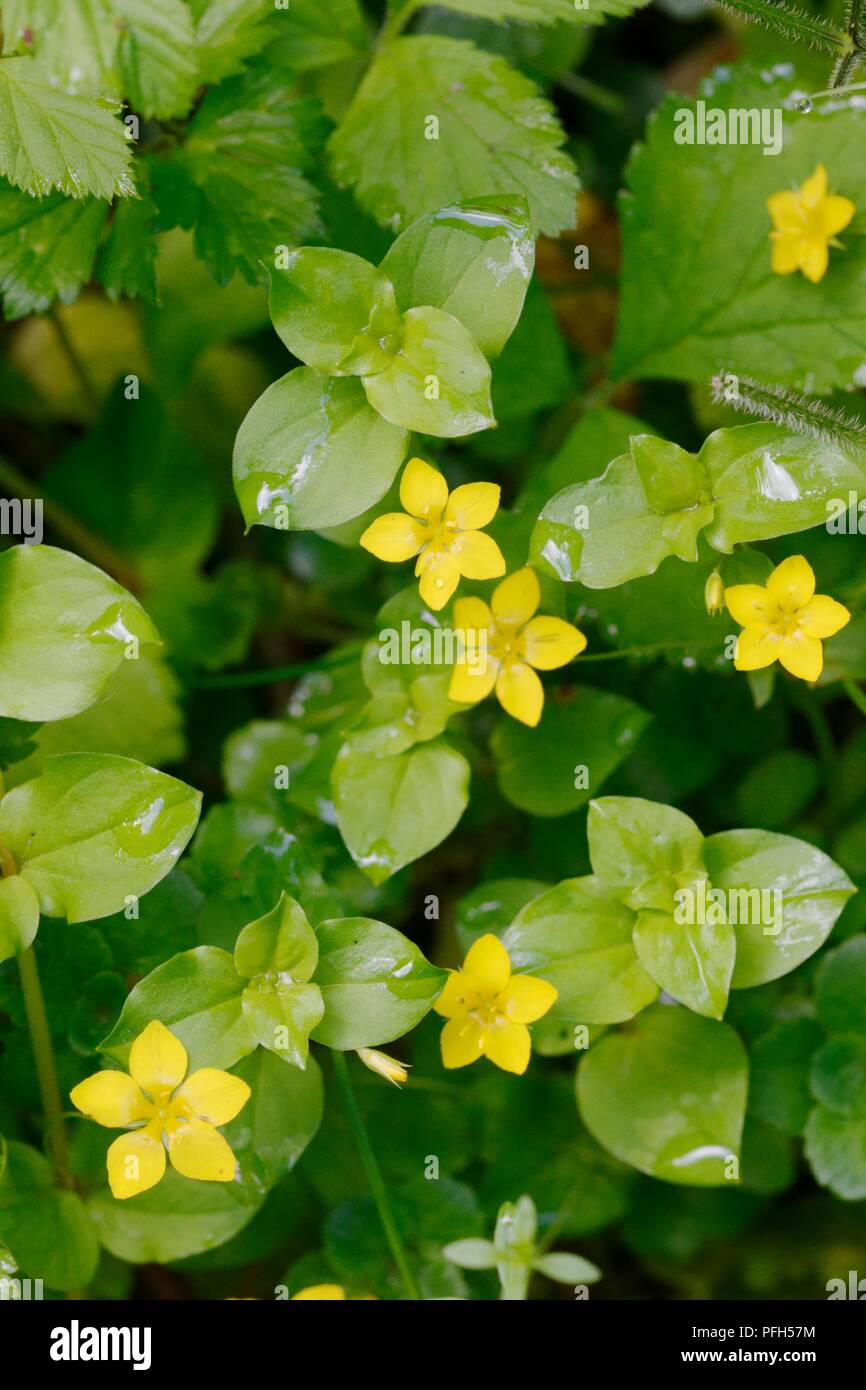 Lysimachia nemorum, Yellow Pimpernel flowers, Wales, UK Stock Photo