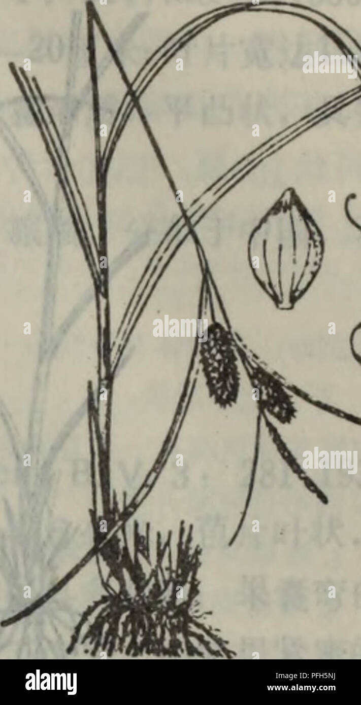 . da lian di qu zhi wu zhi. botany. å¾1246æºªæ°´èè å¾1247åç©èè Carex forf icula Franch, et. Sav. Carex capillacea Boott 29.å°å´èèï¼å¾1249) Carex leiorhyncha C. A. Mey. in Mem. Acad St. Petensb. Sav. Etmng. â¢217.1831. â¢ 930 . å°åæçæ¾å°å äºæåä¸-ï¼ä¸æ£±å½¢ï¼æ±å¤´3ã çäºæä¸-æ¹¿å°ãäº§äºå¤§è¿åå¤å¿å¾å©å¯ºé¾ æ½-å±±ãåå¸ä¸-å½ï¼é¡éï¼ä¸ä¸¹ï¼èèï¼æé²ï¼ æ¥æ¬ã ' 28.ç¿¼æèèï¼å¾1248) Carex neurocarpa Maxim. Prim. Fl. Amur. 306. 1859. å¤å¹´çèæ¬ï¼æ ¹ç¶èç-ï¼ç§ä¸çï¼ç²å£®ã å¶å®½2â 4æ¯«ç±³ï¼èçä¸é¨è è¾å¤§ï¼å¶ç¶ï¼å®½ 2 â 3æ¯«ç±³ï¼é¿äºè±åºè¥å¹²åï¼å°ç©å¤æ°ï¼é éé¡ºåºãéè±é³çç¨å¸¦éé»è²ï¼æ¯æåç-ä¸è¾ ç-ï¼æåä¸¤ä¾§å ·å¤æ°å¸èµ·èï Stock Photo