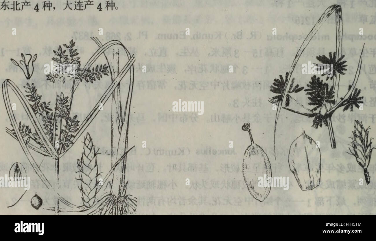 . da lian di qu zhi wu zhi. botany. 1. æ°´èèï¼å¾1217) Juncellus serotinus (Rottb. )C. B. Clarke in Hook. f.Fl. Brit. Ind. 6ï¼ 594. 1893- å¤å¹´çèæ¬ãæ ¹èé¿ï¼ååãç§é«30100åç±³ï¼éå¸¸åä¸ï¼æä¸æ£±å½¢ï¼åºé¨å ·å¶ãå¶ç æ¯ç§ç-ï¼èé¢ä¸-èææ¾ãèç3æï¼å¹³å±ï¼æ¯è±åºé¿æ°åï¼é¿ä¾§æèä¼è±åºå¤åºï¼é¿è è¾¾10 åæ¯ä¸ªè¾å°æå ·1ä¸ 3ä¸ªç©ç¶è±åºãé³çå¹¿åµå½¢ï¼çº¢è¤è²ãéè3ï¼è±è¯ç´«çº¢è²ï¼å°å æå¹¿åµå½¢ï¼æå¹³ï¼å ·ç»ç¹ï¼æ±å¤´2ã çäºæ²³å²¸æ¹¿å°ãäº§äºåºæ²³ä¸æ¶å±±å ¬ç¤¾ï¼æ é¡ºåå°æ²ï¼é¿æµ·å¿å¤§é¿å±±å²ï¼å¤å¿å¾å©å¯ºãå å¸ä¸-å½ï¼èèï¼å°åº¦.æé²ï¼æ¥æ¬ã 2. æ²¼çæ°´èèï¼å¾1218) Juncellus limosusCMaxim. )C. B. Clarke in Kew Bull Add. Ser. 8ï¼ 3- 1908 Stock Photo