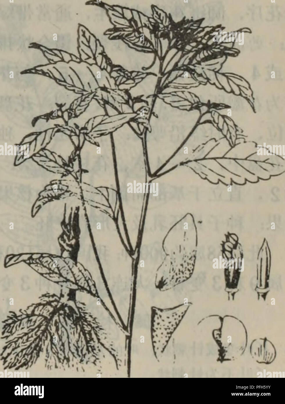 . da lian di qu zhi wu zhi. botany. ^ ??.. ?594??? Impatiens balsamina ?595 ??? Impatiens noli-tangene. Please note that these images are extracted from scanned page images that may have been digitally enhanced for readability - coloration and appearance of these illustrations may not perfectly resemble the original work.. da lian di qu zhi wu zhi bian xie zu da lian zi ran bo wu guan. Stock Photo