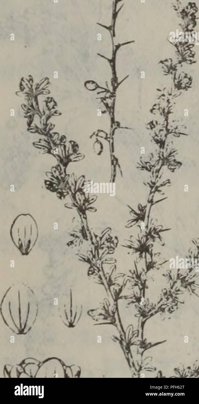 Da Barker High Resolution Stock Photography And Images Alamy