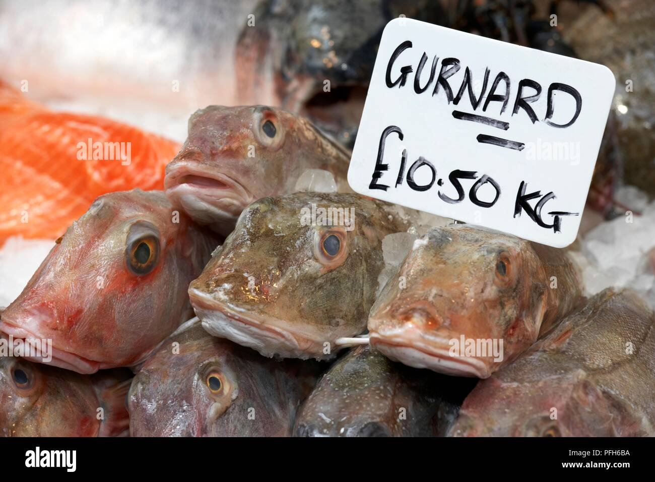 England, hand written price tag on stack of Gurnard fish for sale on fishmonger's stall Stock Photo